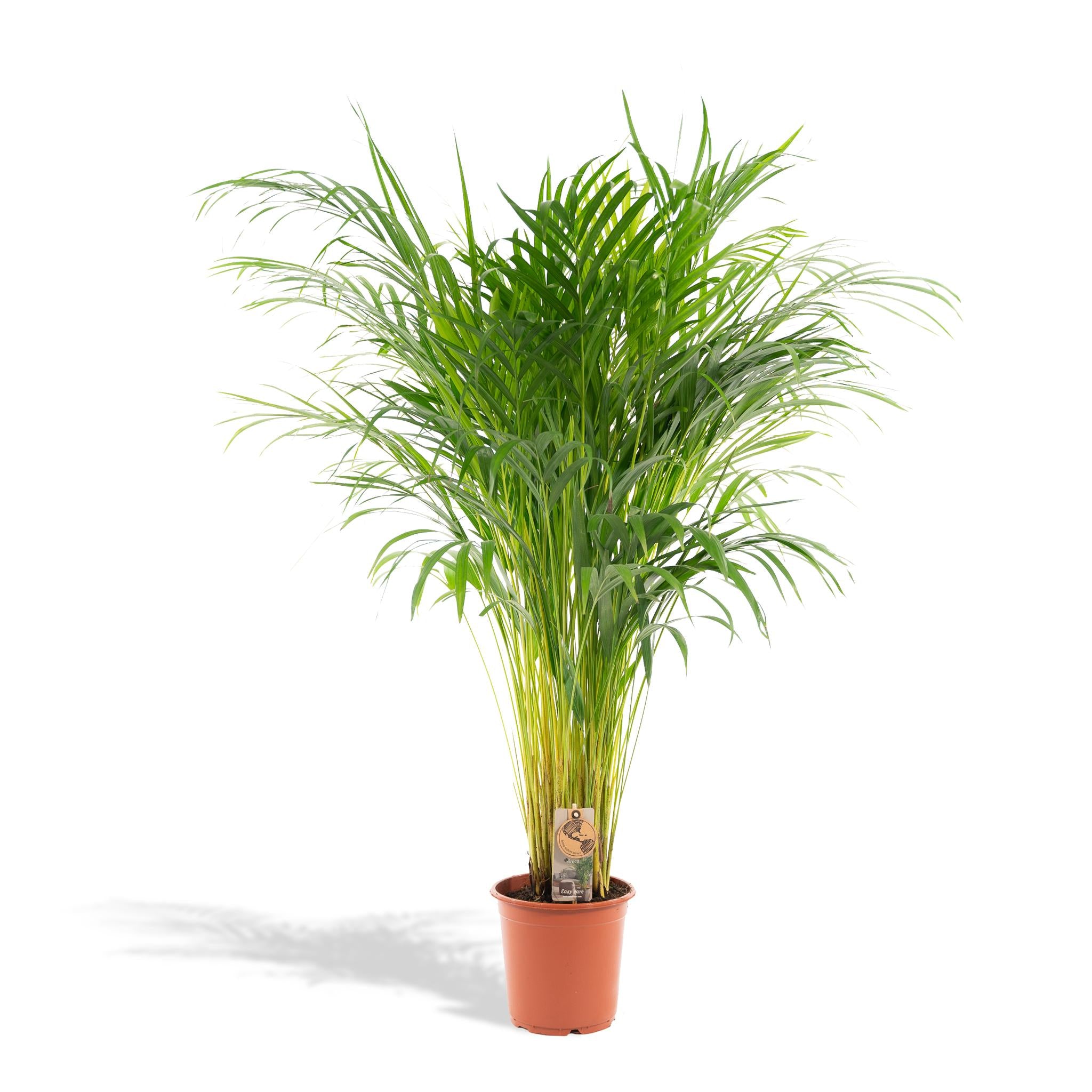 hello plants areca palme goldpalme - Ø 21 cm | kaufland.de
