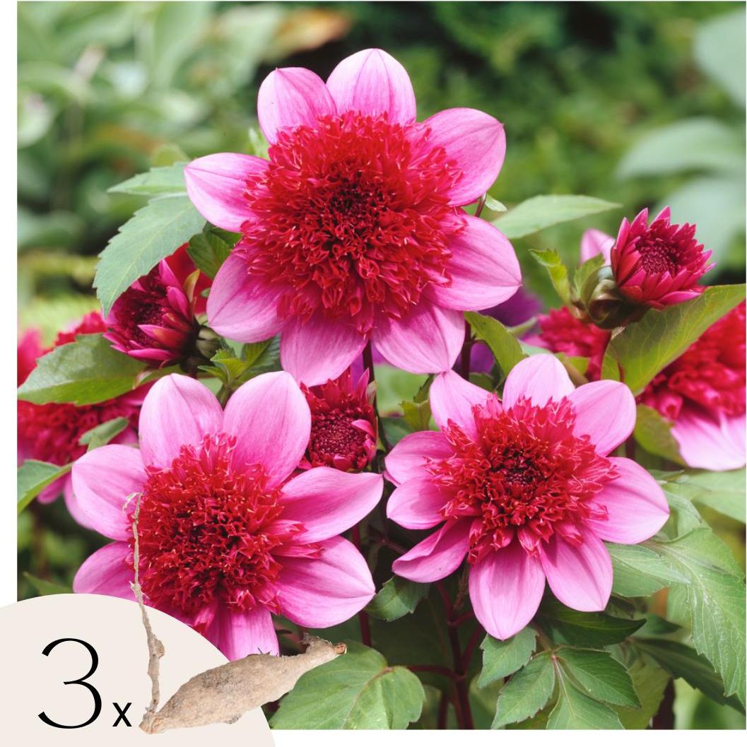 Plant in a Box Dahlien - 3er Set - Dahlia 'Blue Bayou' - Dahlienknollen 1901223