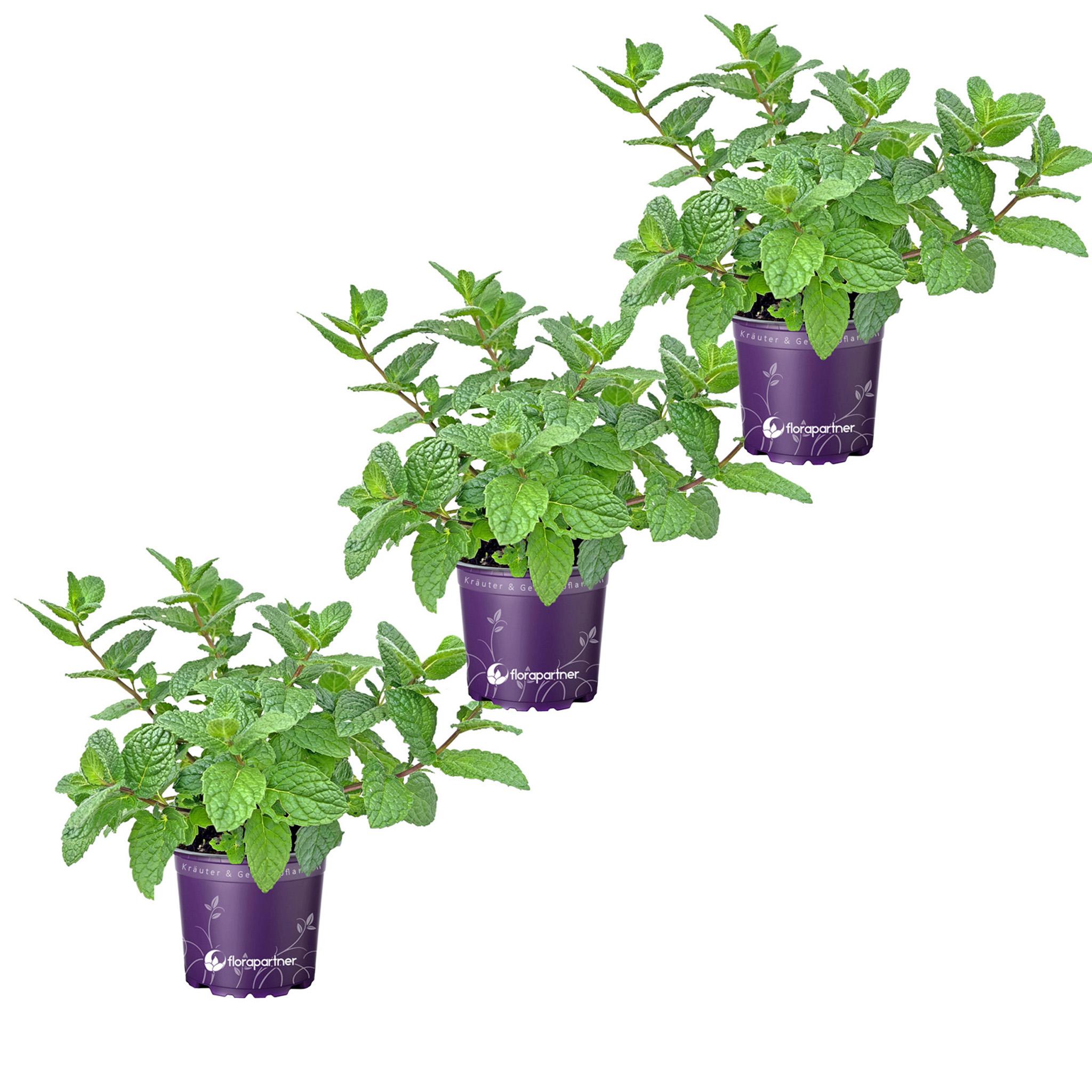 florapartner Marokkanische Tee Minze Mentha spicata 3er Set