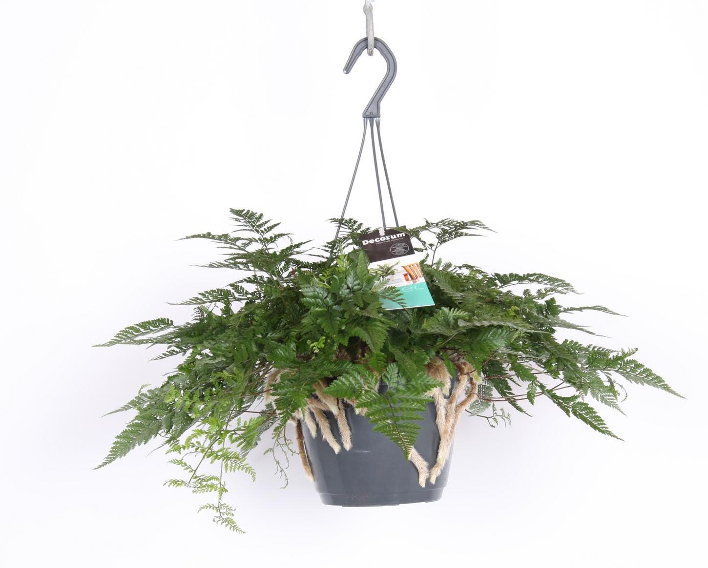 Blumen-Senf Humata tyermannii Ampel ca. 50 cm - Tarantel-Farn - Vogelspinnen-Farn - Spinnenfarn