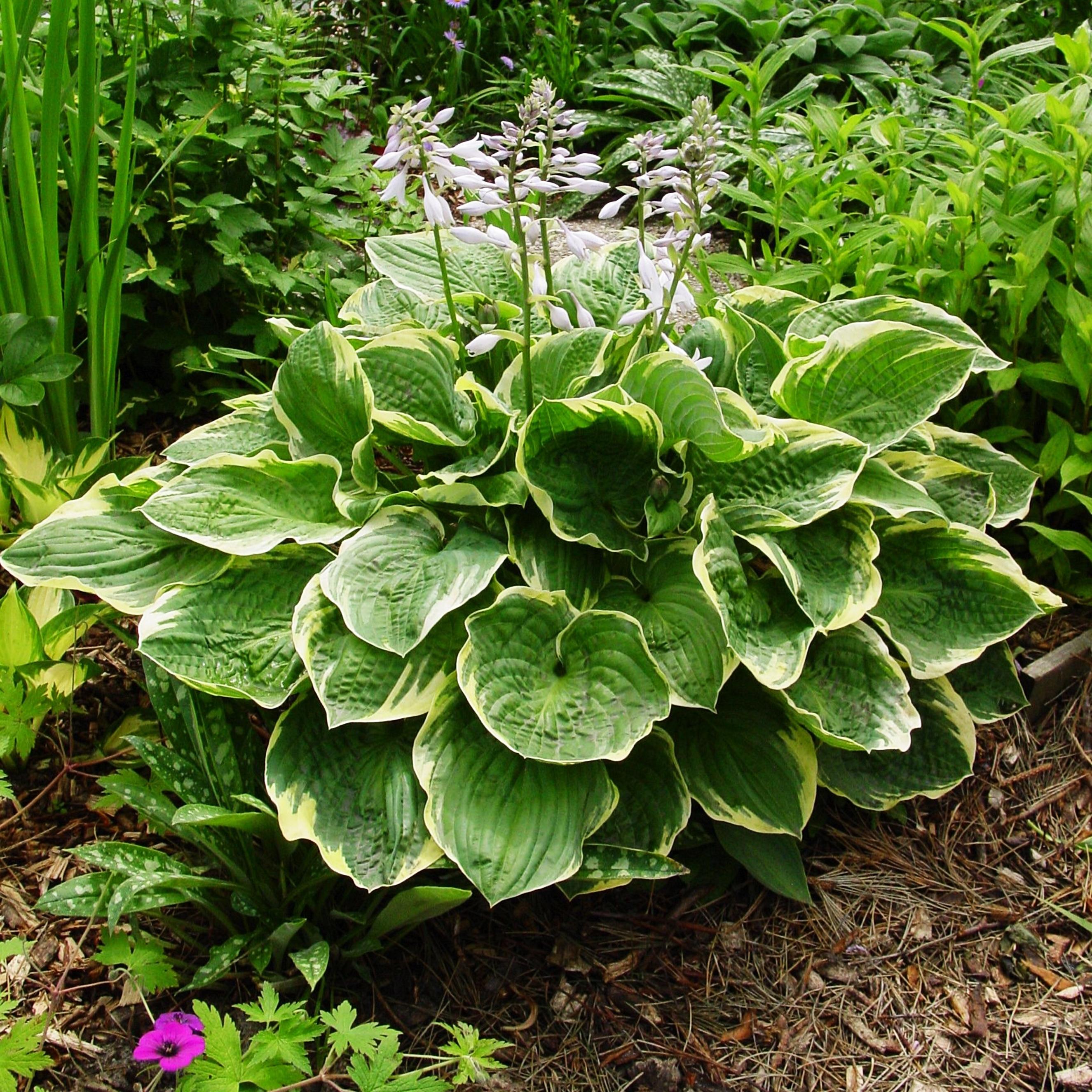 Benex Funkie Hosta Knolle Zierblätter Staude Funkie Christmas Tree 1 St.
