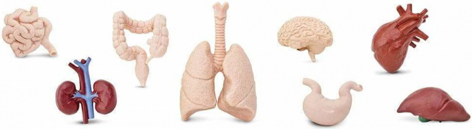Safari Ltd 689304 Menschliche Organe