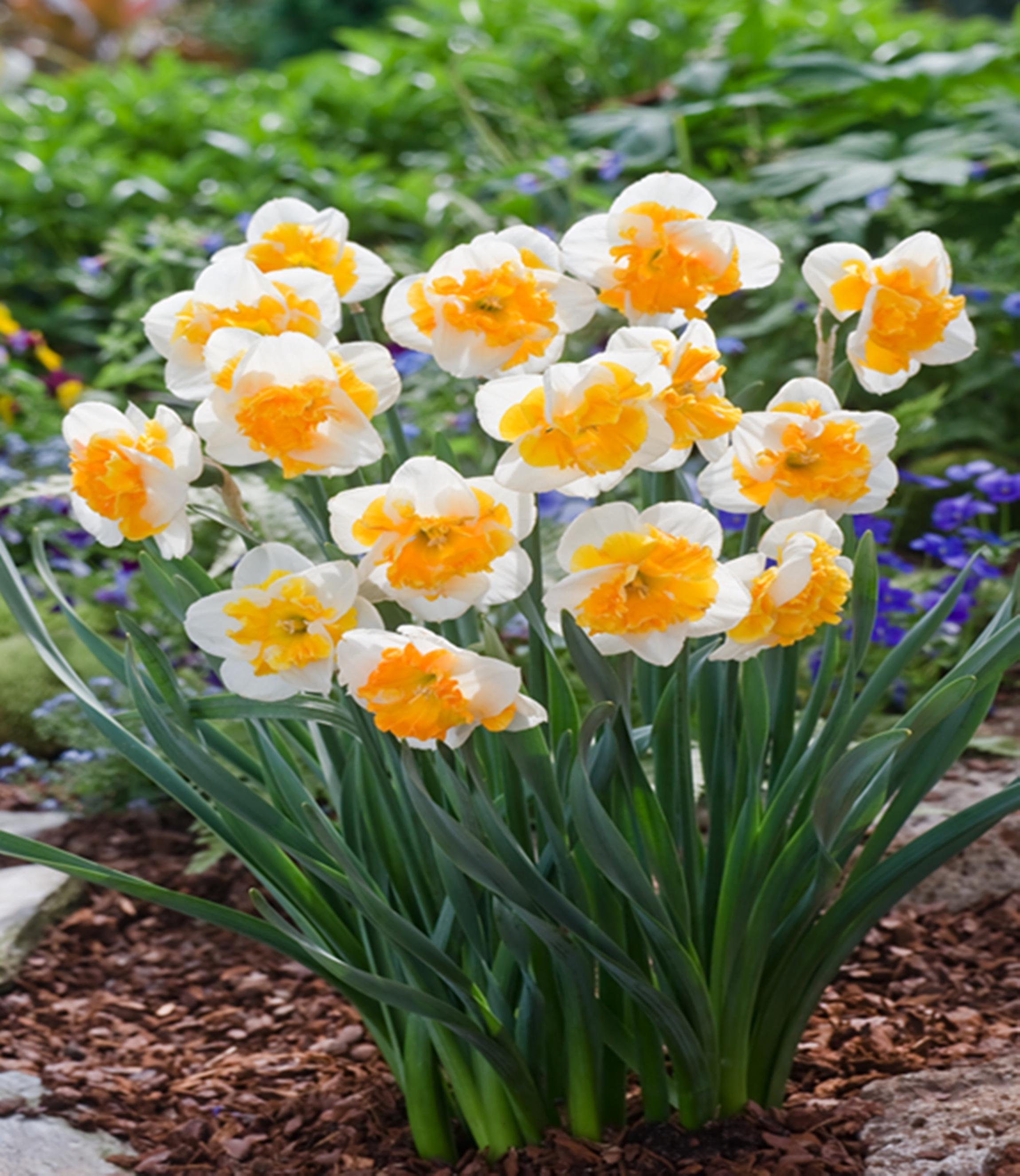 Benex Narzissen Blumenzwiebeln Zwiebeln Blumen Narzisse mit gespaltenem Cup Love Call 5 St.