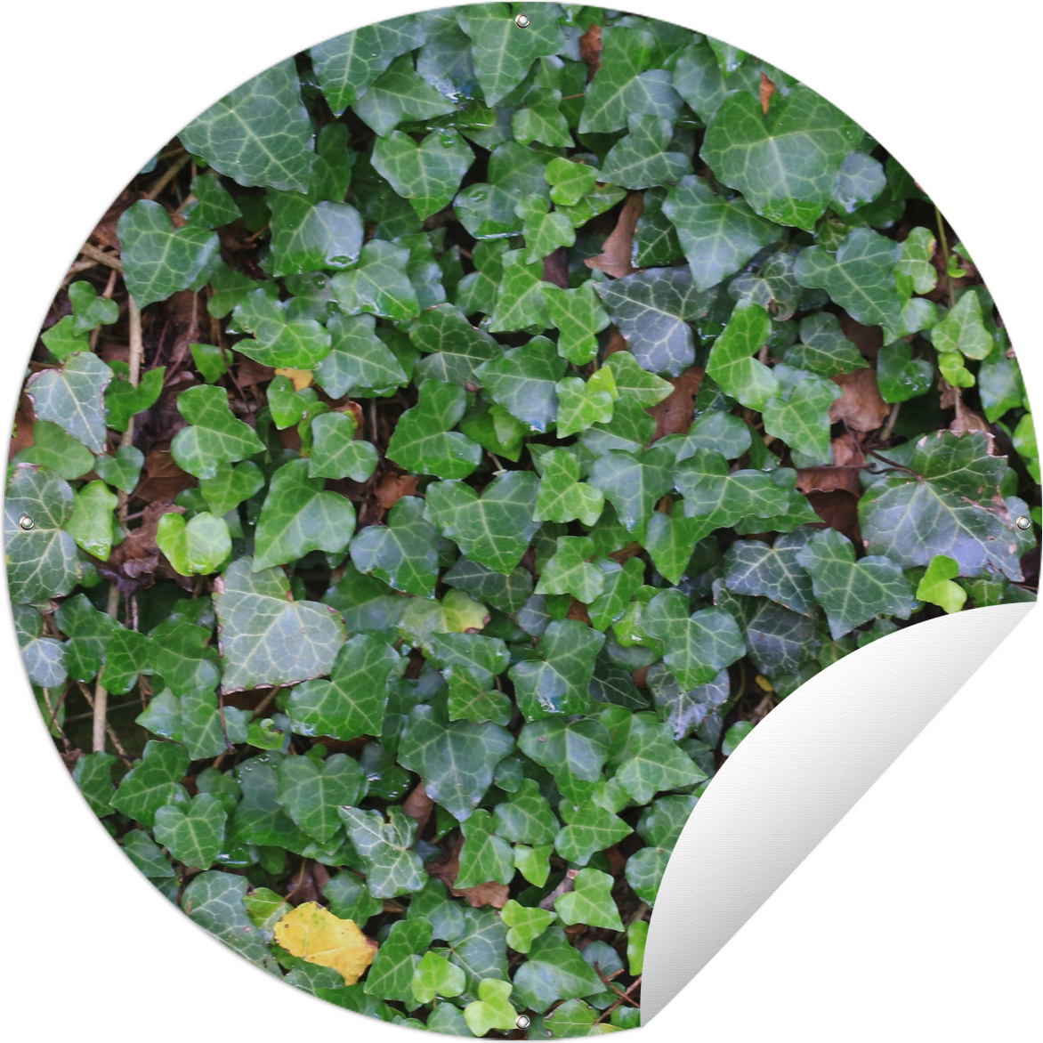 MuchoWow® Gartenposter Outdoor-Poster Rund Eine Wand voller Hedera-Efeu Ø 90 cm Gartendeko Rundes Poster draußen 144|324428168