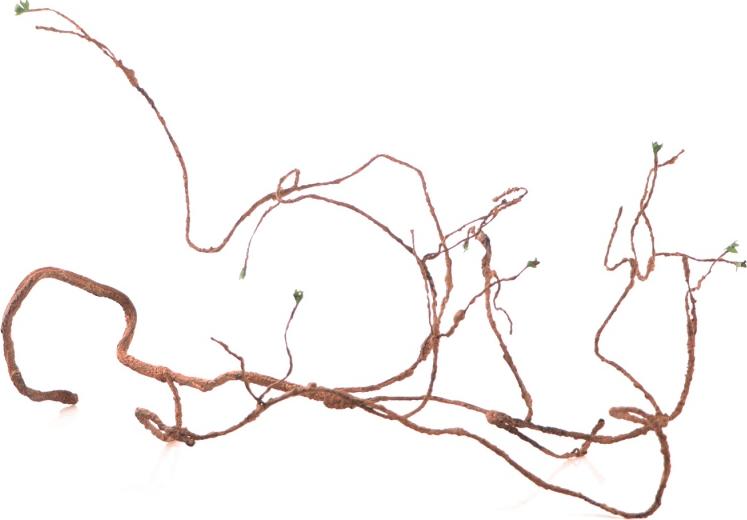 Repti-Zoo Dschungel-Multi-Lianen - verzweigte, gebogene Liane 150 cm Repti-Zoo 103