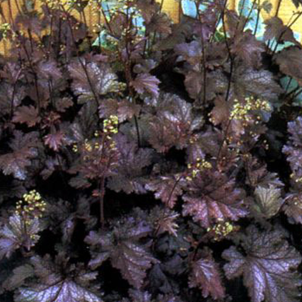Arborix, grüner und billiger 6 x Silberglöckchen - Heuchera 'Stormy Seas' | Topf 9cm x 9cm HESSEAS-113