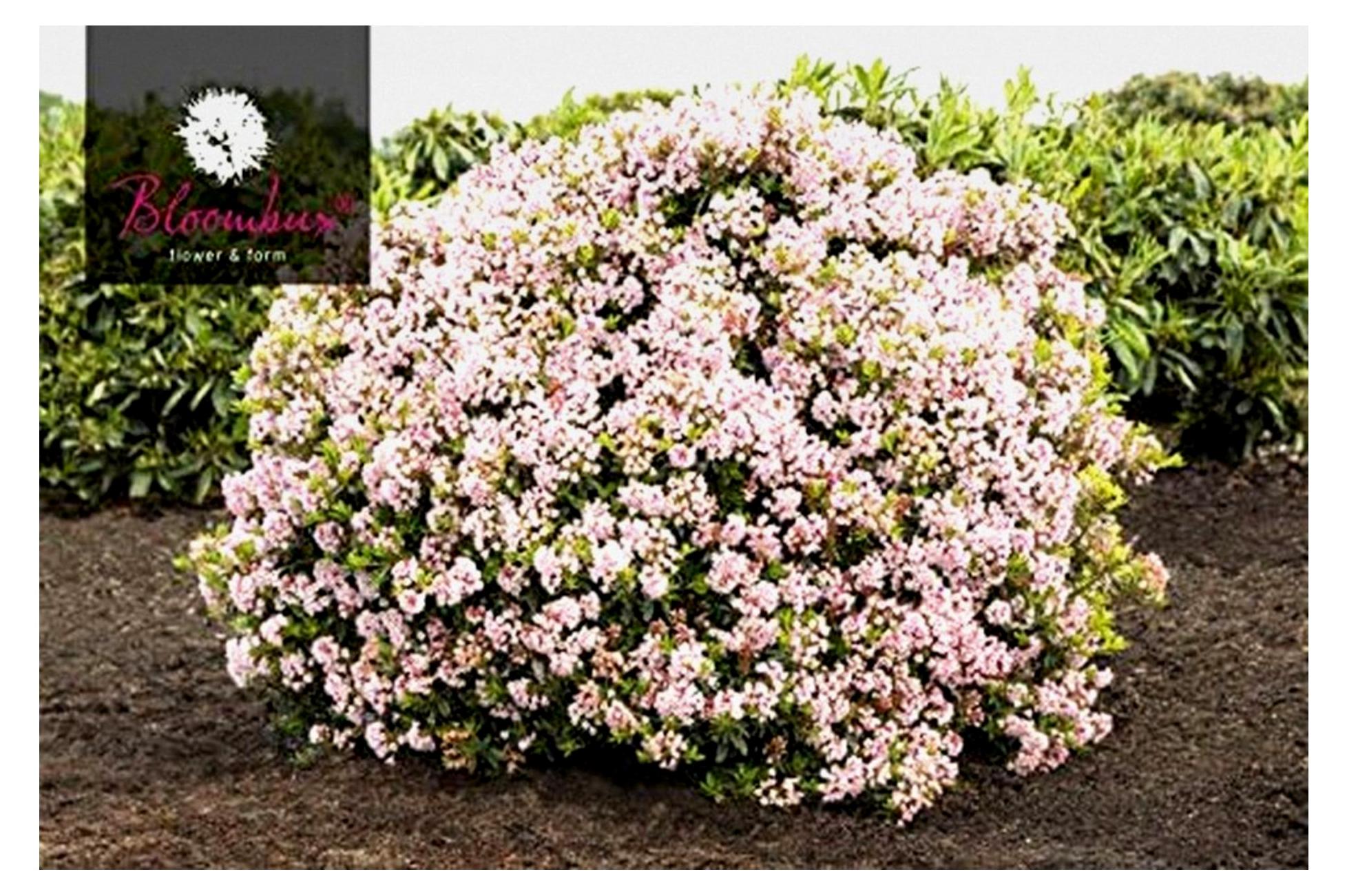 Markenlos Bloombux® – Blüte und Form von INKARHO® Kugel 30-35 im 5 Liter Pflanzcontainer