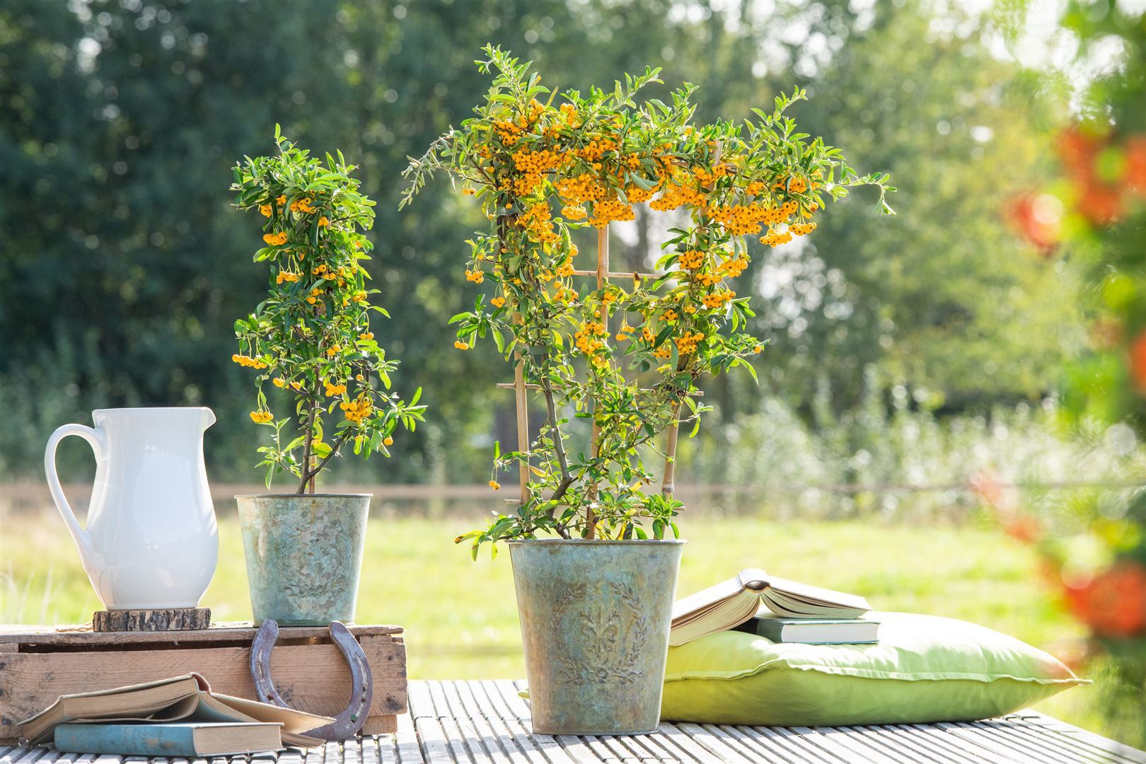 Pflanzen-für-dich.de Pyracantha 'Saphyr Jaune', Feuerdorn, gelb, 60–80 cm 4643348814874