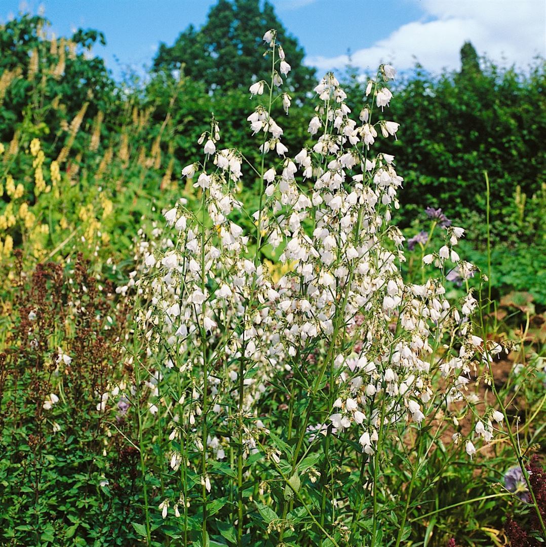 Pflanzen-für-dich.de Adenophora liliifolia, Glockenblume, ca. 9x9 cm Topf
