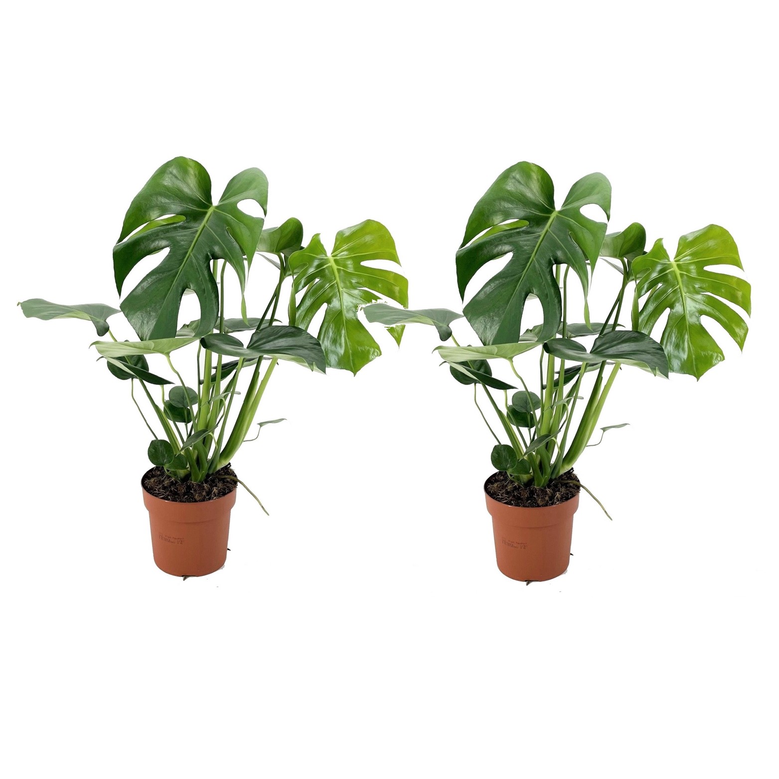 Plant in a Box Monstera Deliciosa 2er Set Kaufland.de Plant in a Box Monstera Deliciosa 2er Set Kaufland.de