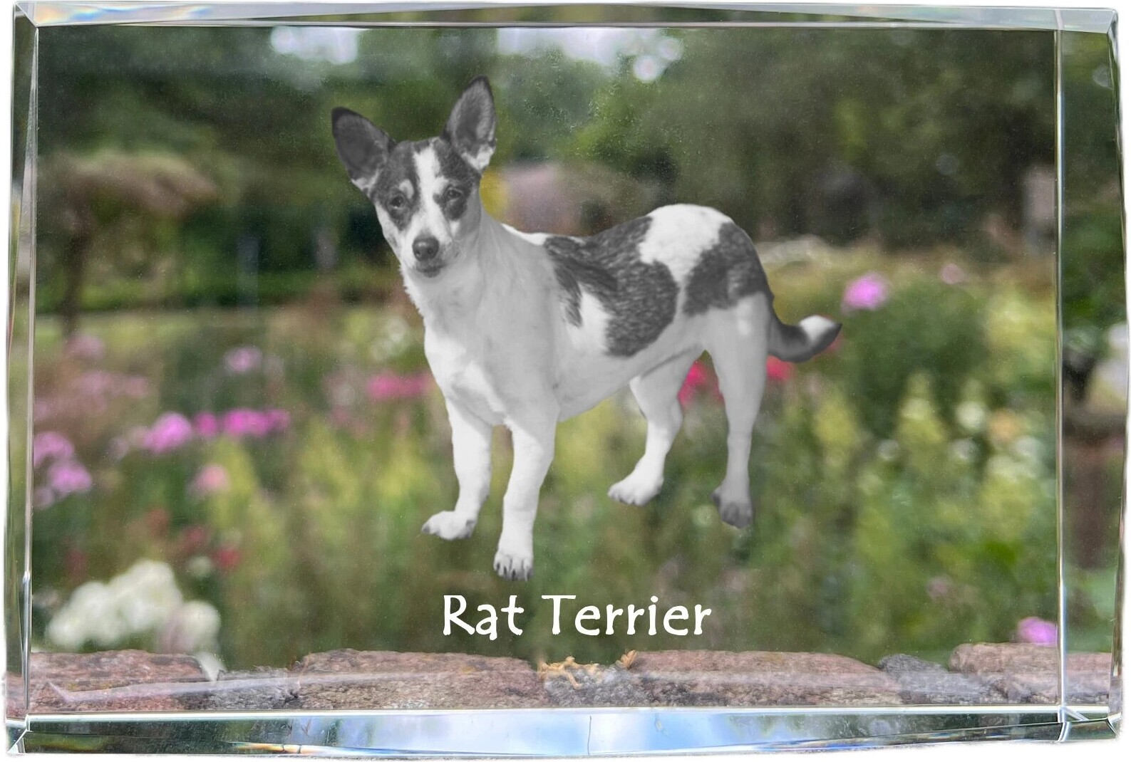 Rat Terrier - Kristall mit einem Hundebild, Bild im Glas, moderne Ausstellung des Art-Dog-Bildes.