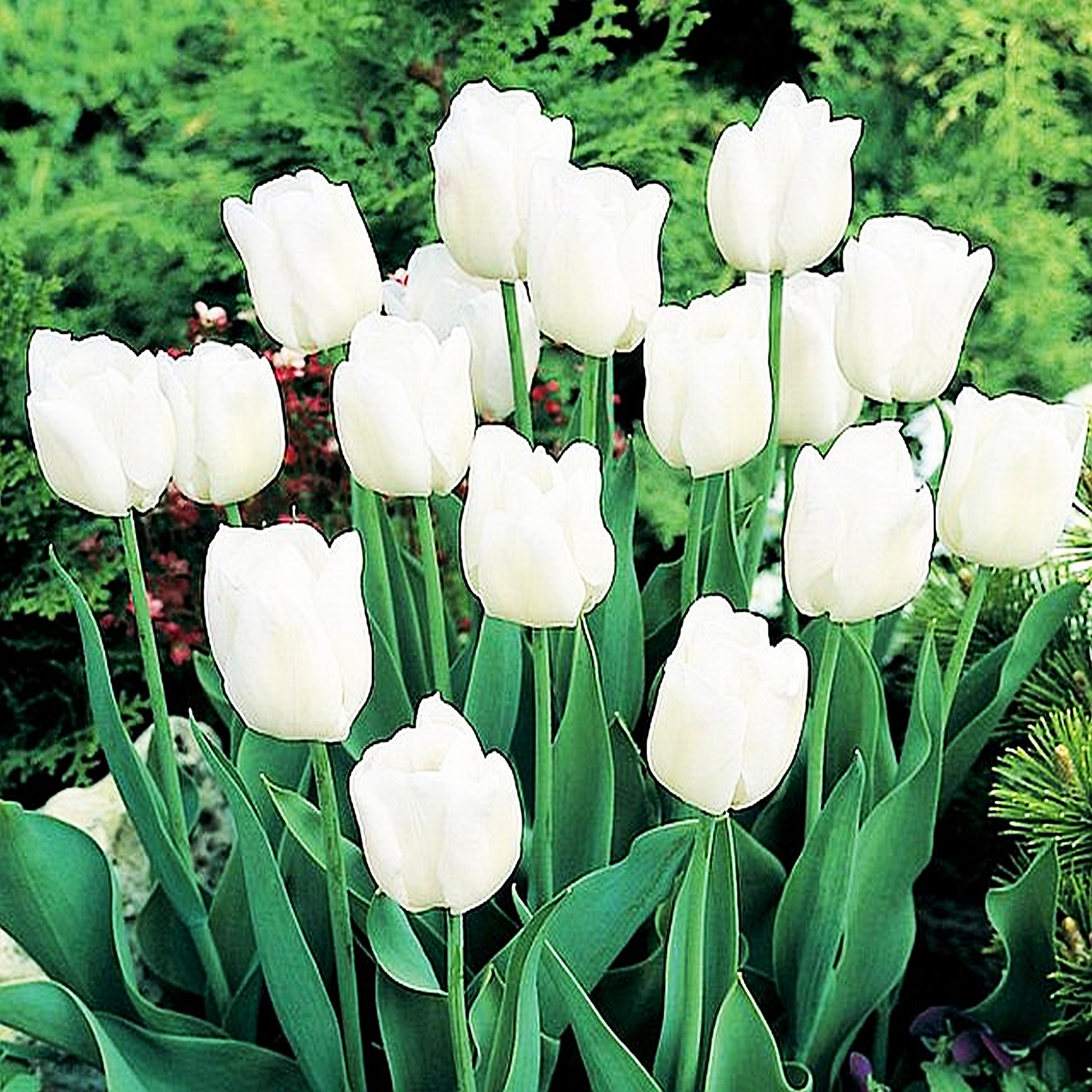 Benex Tulpen Tulpenzwiebeln Blumenzwiebeln Zwiebeln Blumen weiße Tulpe 5 St.