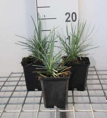 GRDplanten 6 x Dianthus (p) 'Doris' - Nelke - Topf 9 x 9 cm