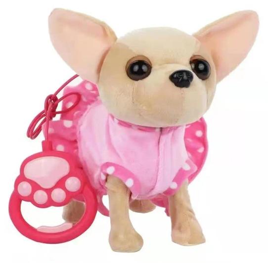 Chihuahua, das aufrecht gehen kann - Askato