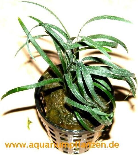 Mühlan Wasserpflanzen 5 Töpfe ophiopogon japonicum, kleiner Schlangenbart 629