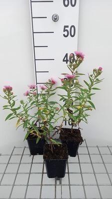 GRDplanten 6 x Aster n.-a. 'Rudelsburg' - Herbstaster - Topf 9 x 9 cm