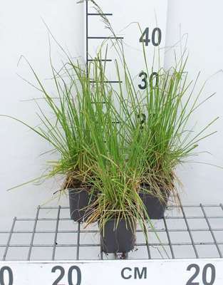 GRDplanten 6 x Deschampsia cesp. 'Tardiflora' - Spätblühende Rasen-Schmiele - Topf 9 x 9 cm Deschampsia cespitosa 'Tardiflora'