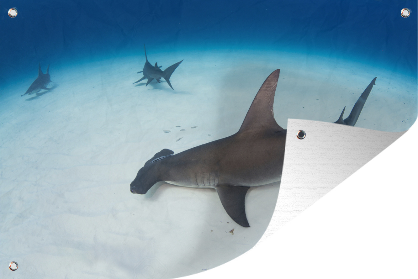 MuchoWow® 90x60 cm Outdoor-Poster Gartendeko Sichtschutz Garten Poster für den Garten Ein großer Hammerhai in der Nähe des Meeresbodens 133|1327882