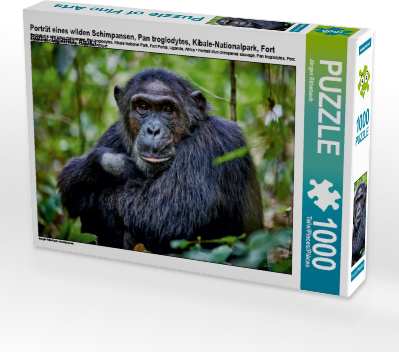 Calvendo Porträt eines wilden Schimpansen, Pan troglodytes, Kibale-Nationalpark, Fort Portal, Uganda, Afrika 1000 Teile Puzzle quer 640x480mm, Ritterbach Jürgen; 7291311