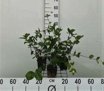 GRDplanten 12 x Euonymus fort. 'Dart's Blanket' - Kriechender Spindelstrauch 'Dart'S Blanket - 9 cm x 9 cm Topf