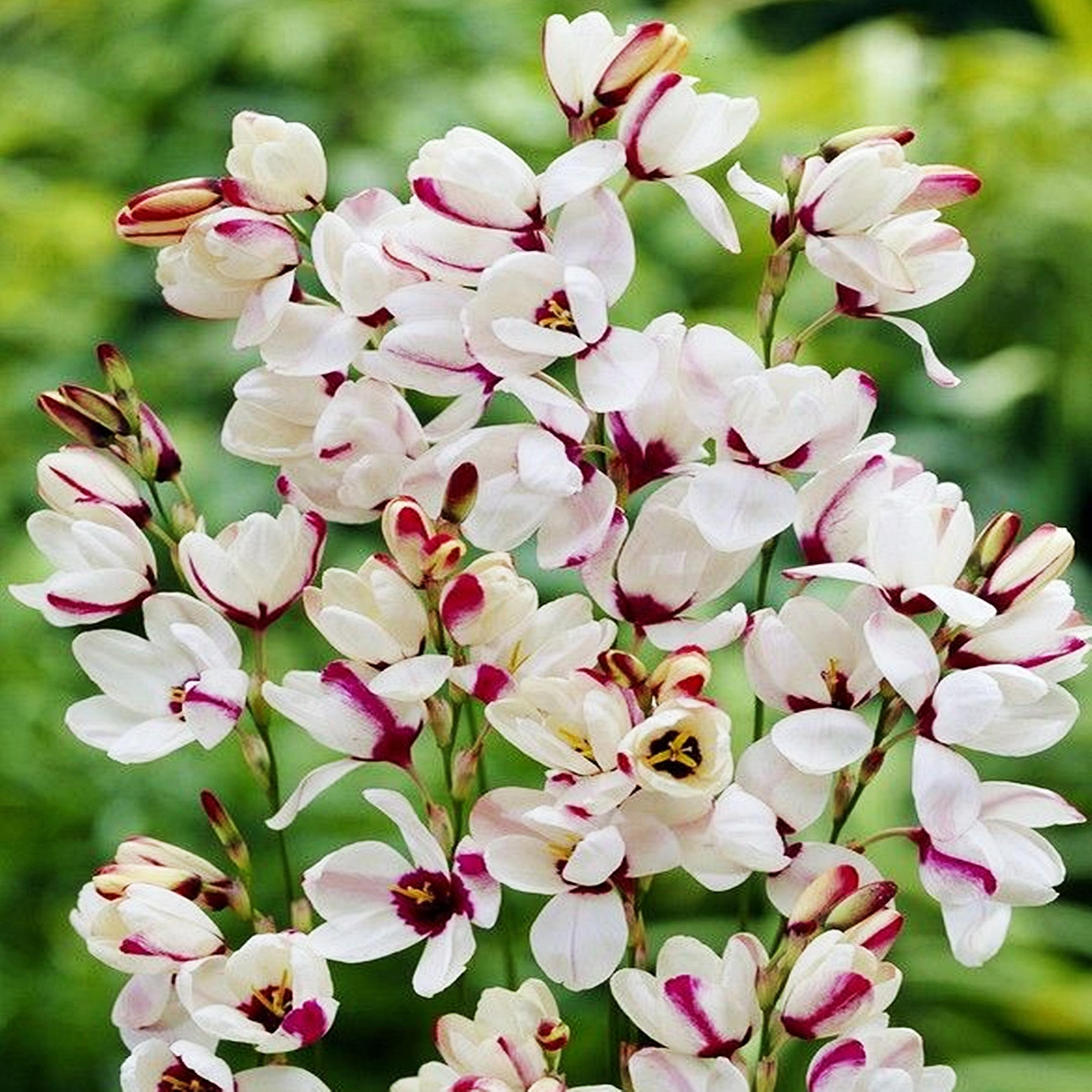 Benex Ixia Zwiebeln Blumen Glockenblume Kornlilie Sportlight 10 St.