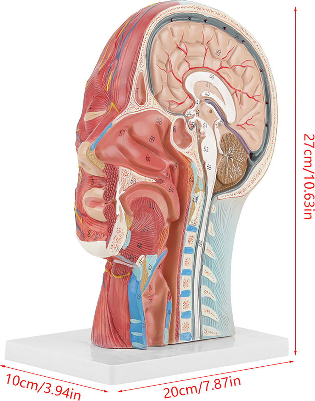 Cocosity Medizinisches Kopfmodell, Anatomisches Kopfmodell, Medizinisches Gehirnmodell, Anatomisches Gehirnmodell, Kopf-Hals-Modell