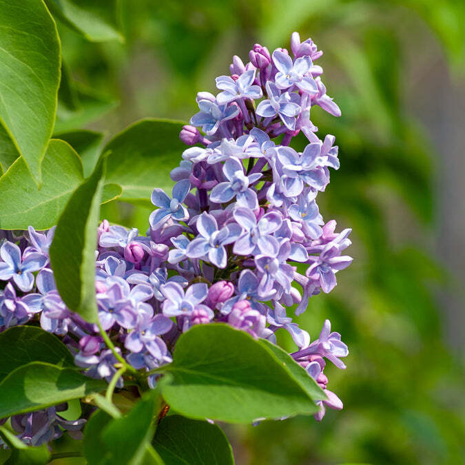 Bakker.com - Flieder Président Grévy, Der topf / Ø 9cm, verkauft im 6er-Pac