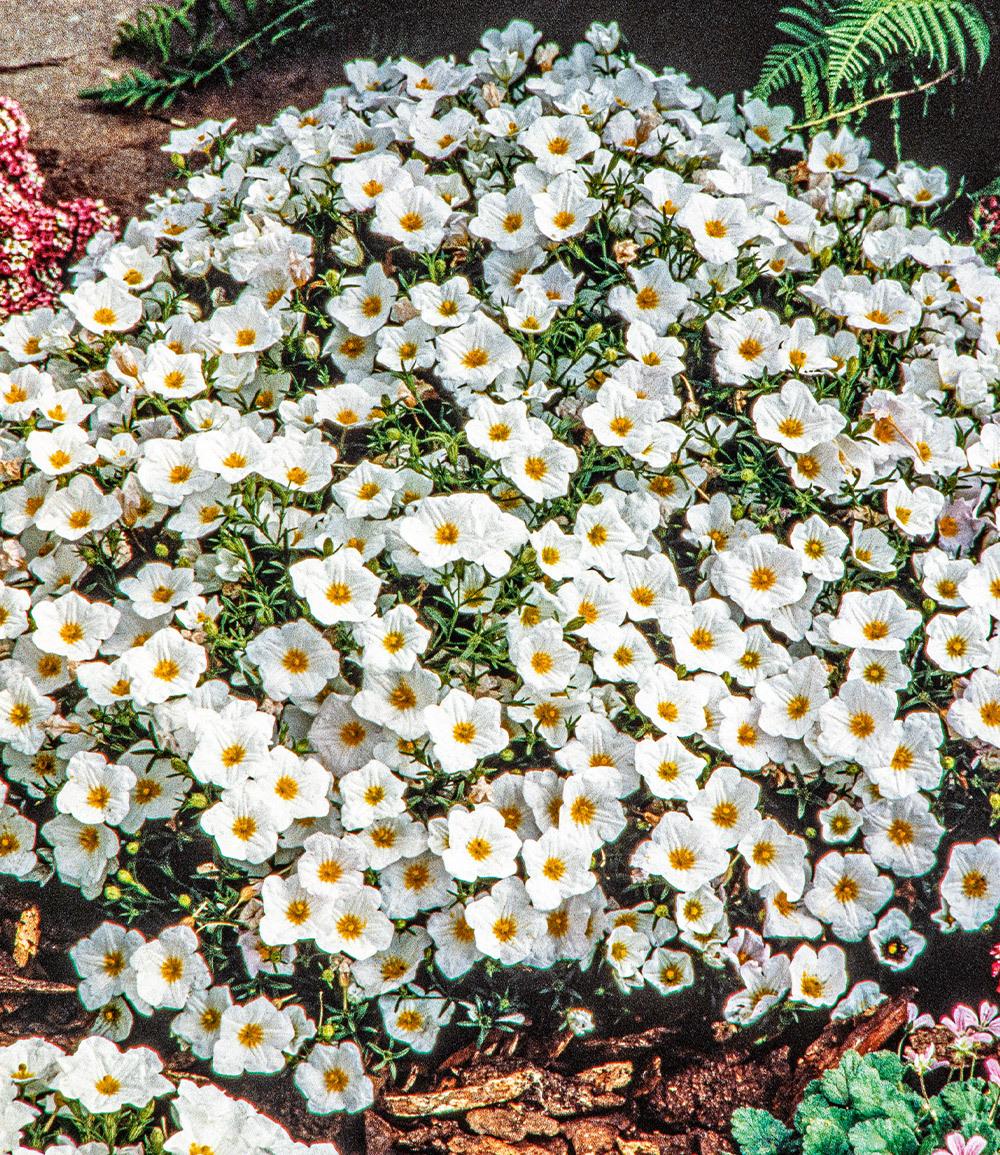 Baldur-Garten BALDUR Garten Bodendecker winterharte Bergsandblume, 3 Pflanzen Arenaria montana Sandkraut Steingarten, Polsterstaude, Bodendecker, winterharte Stauden mehrjährig, blühend