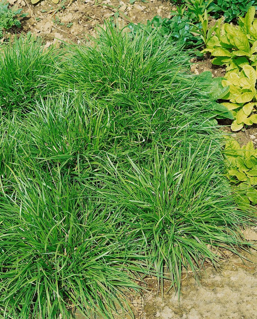 Pflanzen-für-dich.de Carex flava, Gelb-Segge, ca. 9x9 cm Topf