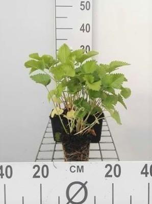 GRDplanten 6 x Stachys grandiflora 'Superba' - Ziest - Topf 9 x 9 cm