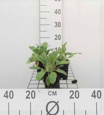 GRDplanten 6 x Stachys byzantina (lanata/olympica) - Ziest - Topf 9 x 9 cm