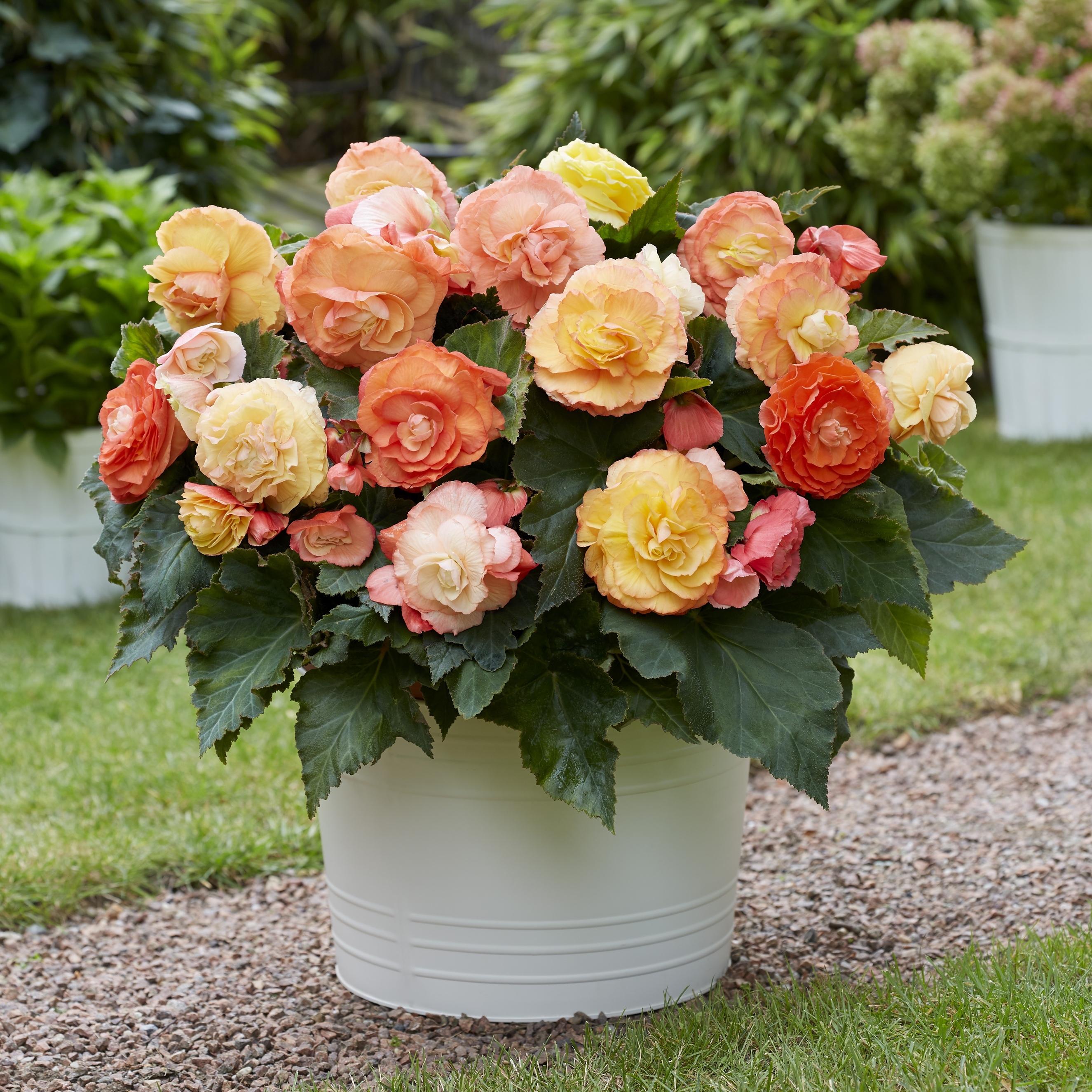 Benex Begonie Knolle Blumen Garten Blüten Begonie Superba Bolero Pastell Mix 1 St.
