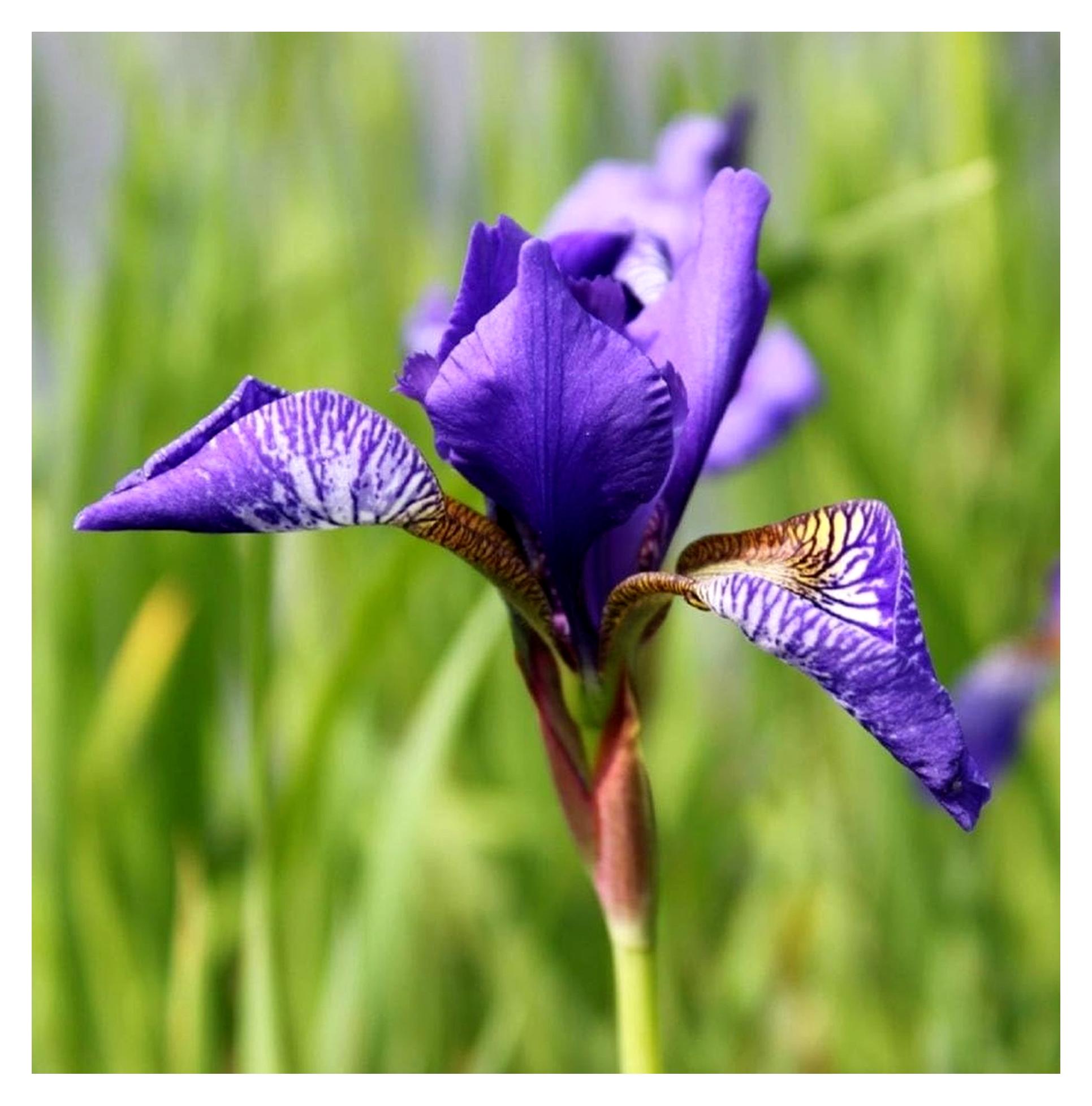 Markenlos Iris versicolor - Amerikanische Sumpfiris - Sumpfschwertlilie, blau - 4er-Set im Gratis-Pflanzkorb