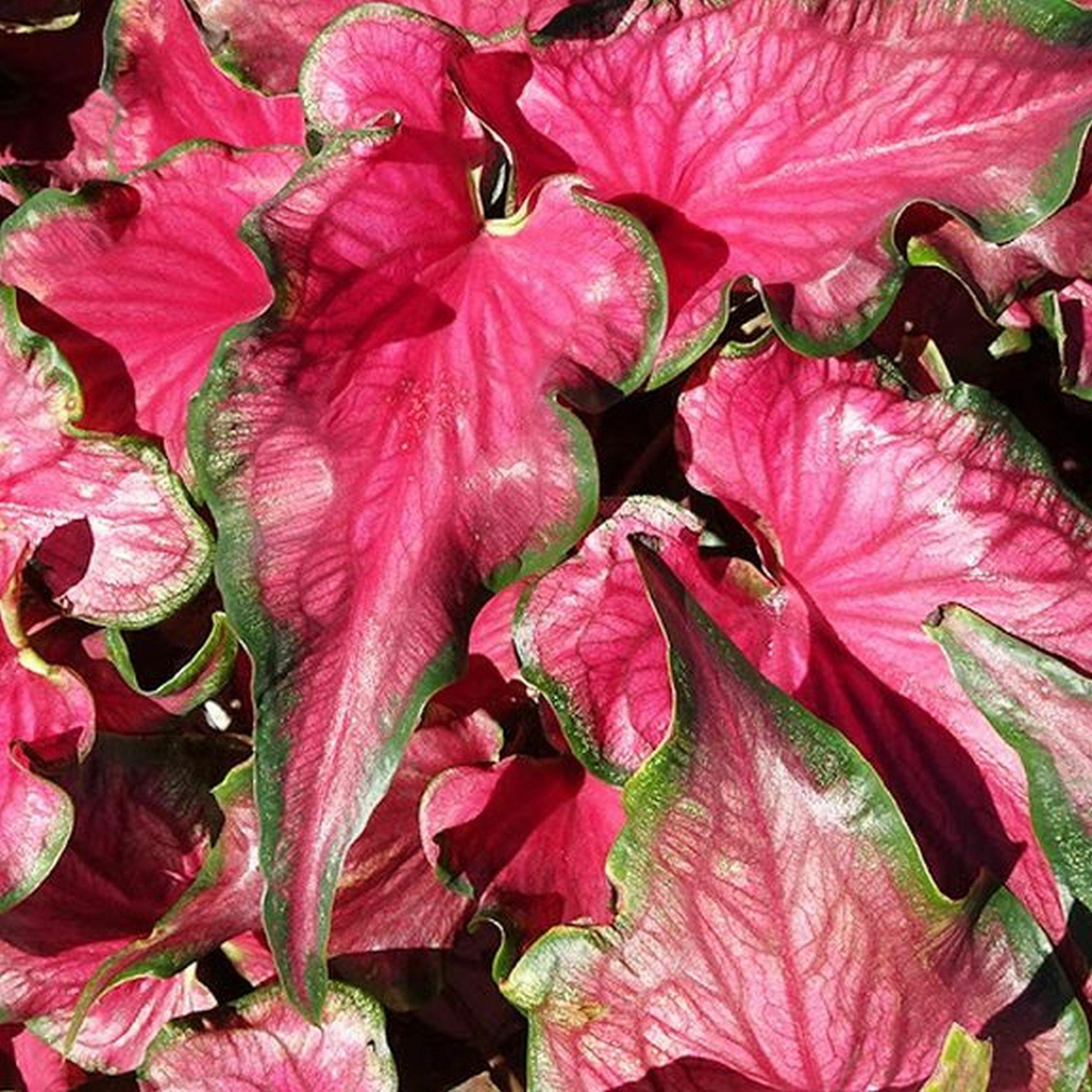 Benex Caladium Knolle Buntblätter Kaladien Buntwurz Caladium - Kaladium Sizzle 1 St.