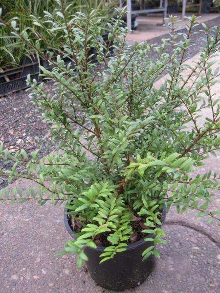 Baumschule Zwergmyrte Tiny Green - Lonicera nitida Tiny Green 25-30