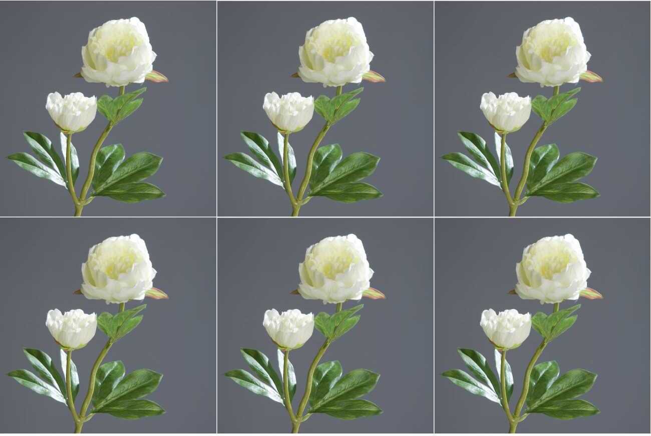 Creaflor 6er Set künstliche Pfingstrosen Päonien mit 2 Blüten creme weiß H. 60cm DPI 42466-05-SET6