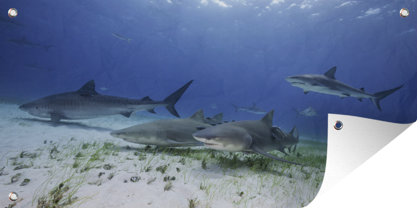 MuchoWow® 80x40 cm Outdoor-Poster Gartendeko Sichtschutz Garten Poster für den Garten Tigerhaie in der Nähe des Meeresbodens 133|1328836