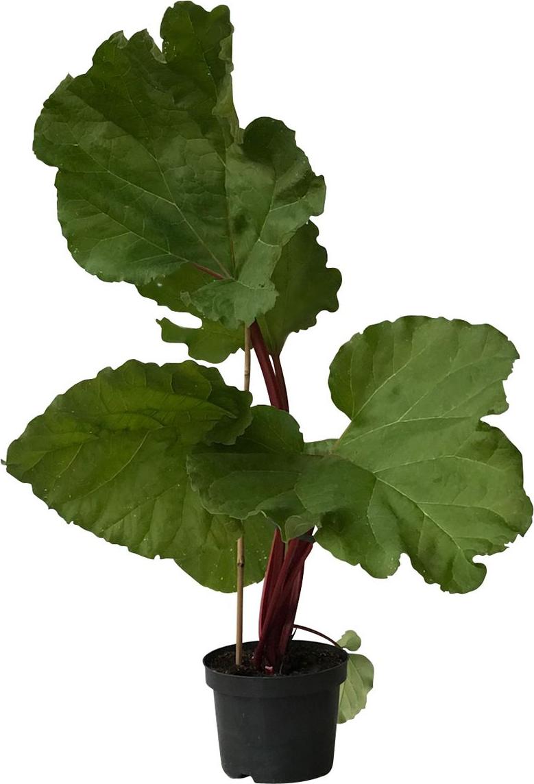 Müllers Grüner Garten Shop Rhabarber The Sutton - frühe Rhabarbersorte dzd00619