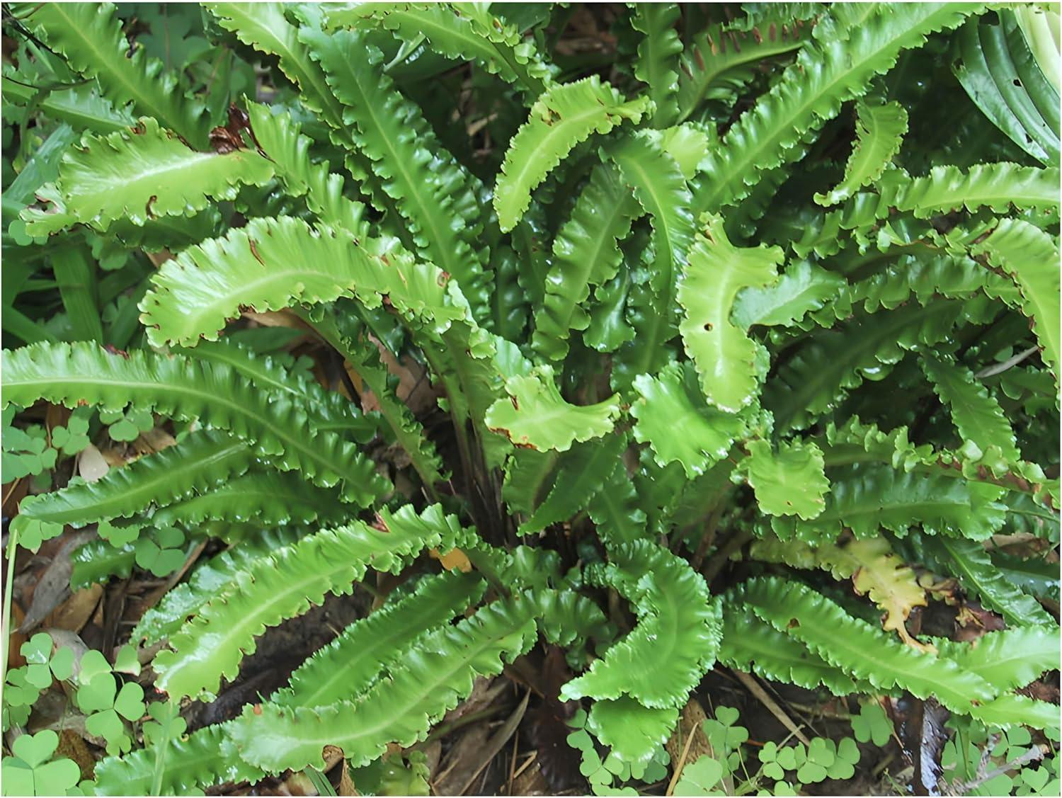 Stauden Gänge 10 x Phyllitis scolopendrium 'Angustifolium' im 1 Liter Topf - Hirschzungenfarn - Der Farn für harmonische Gartenräumege