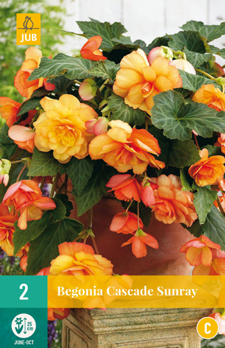 TOM-GARTEN Begonie Cascade Sunray (2 Stück) | Begonienknollen von Jub Holland 110251-jb