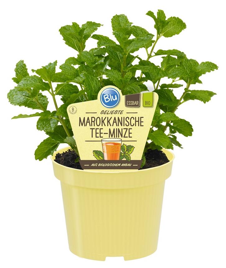 als zimmerpflanze pflege kurkuma pflanze selber ziehen Kurkuma Curcuma 'Siam Splash' Lila main image 0