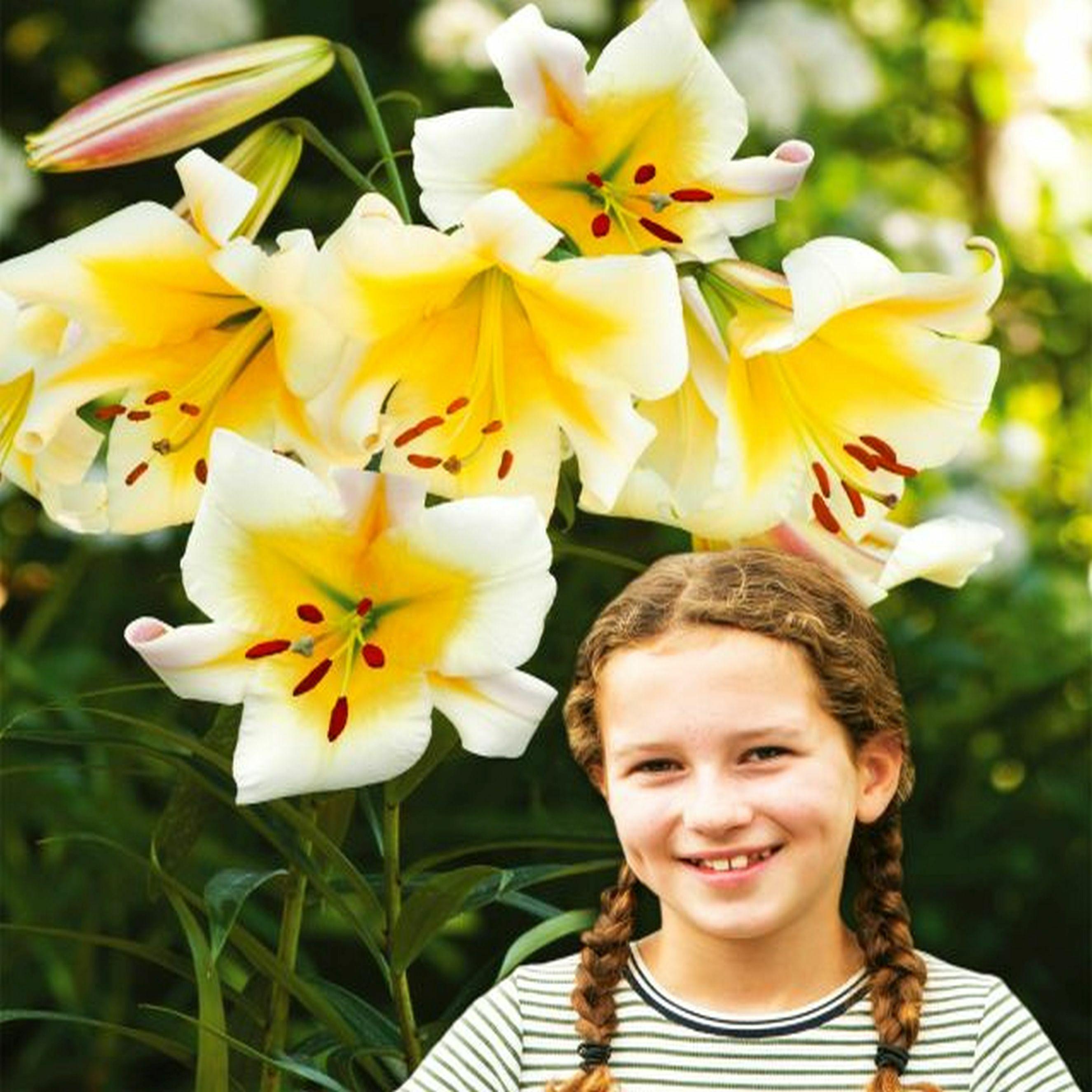 Benex Baumlilie Lilium Hybride Lilien Lilienzwiebeln Baumlilie XXL Weiss-Gelb 1 St.