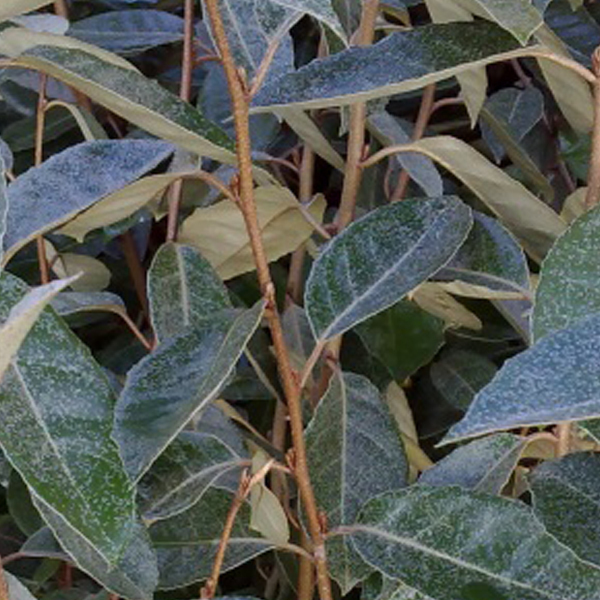 Arborix, grüner und billiger 2 x Wintergrüne Ölweide - Elaeagnus ebbingei | 60-80 cm in Container ELEBBING-16