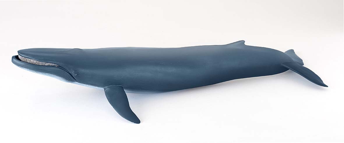Papo Blauwal, 22 g 56037