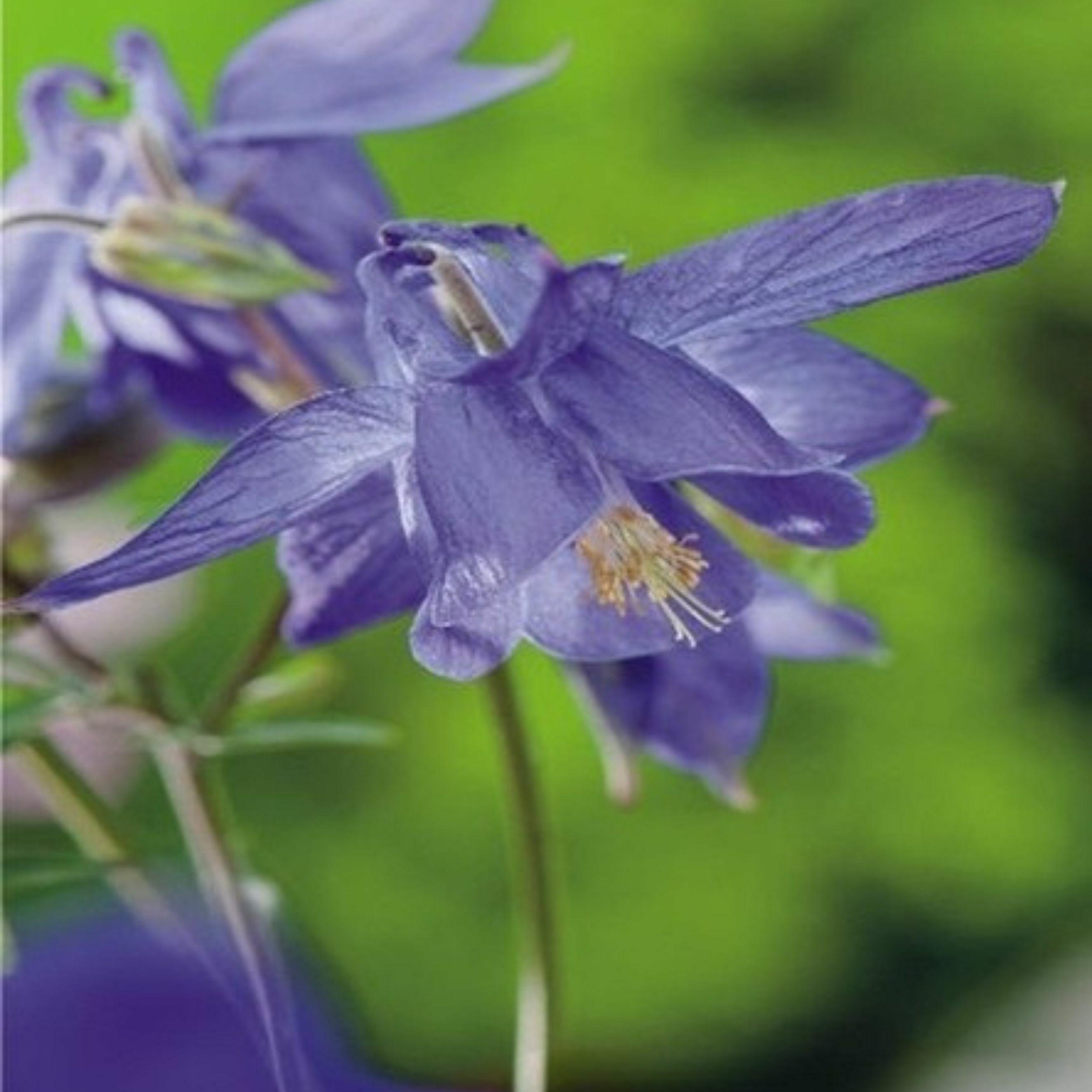 Benex Akelei Rhizom Staude Aquilegia Gemeine Akelei Wald-Akelei Alpina 1 St.