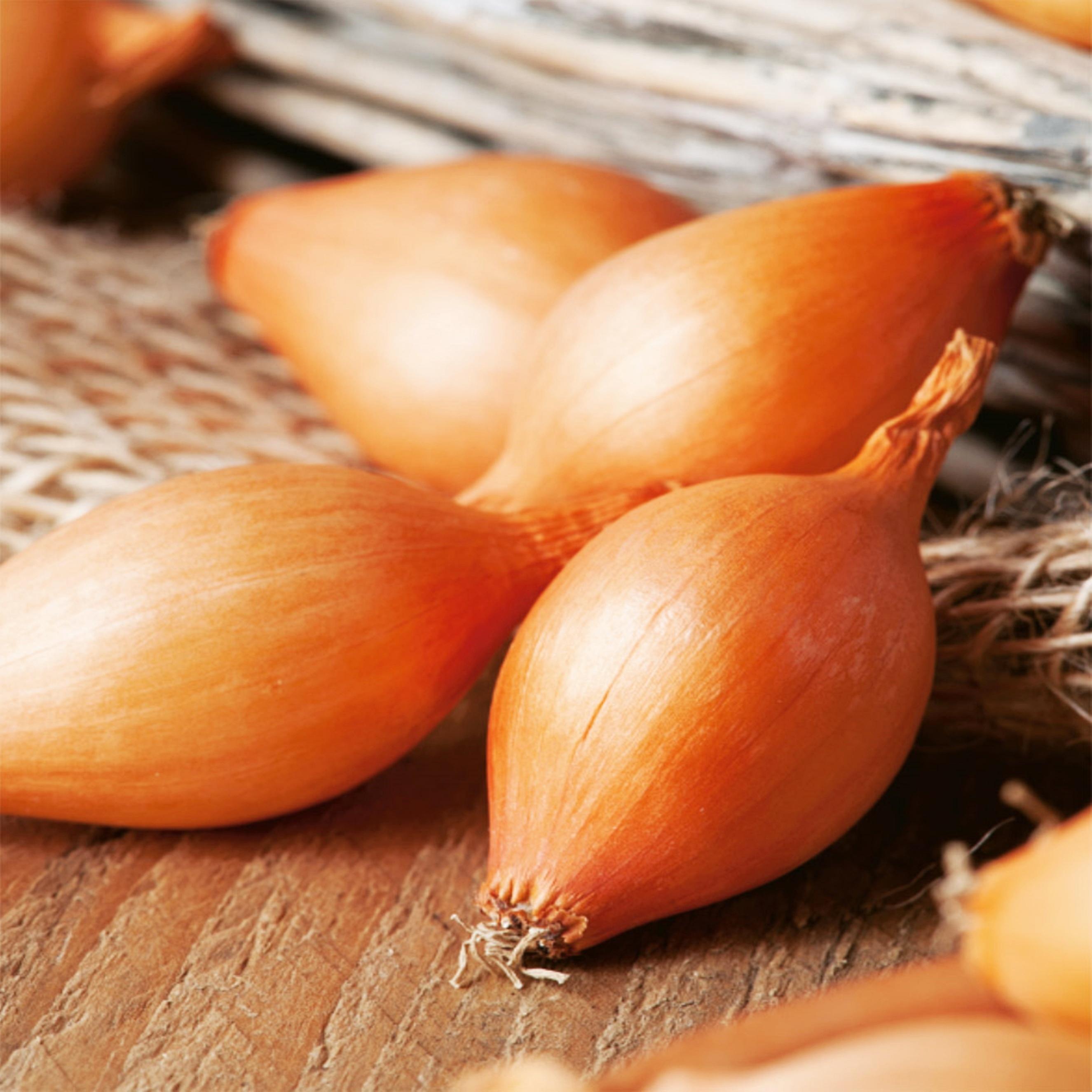 Benex Steckzwiebel gelb gesund lecker Steckzwiebel Zwiebel Sturon Größe 8-21 0,5 Kg