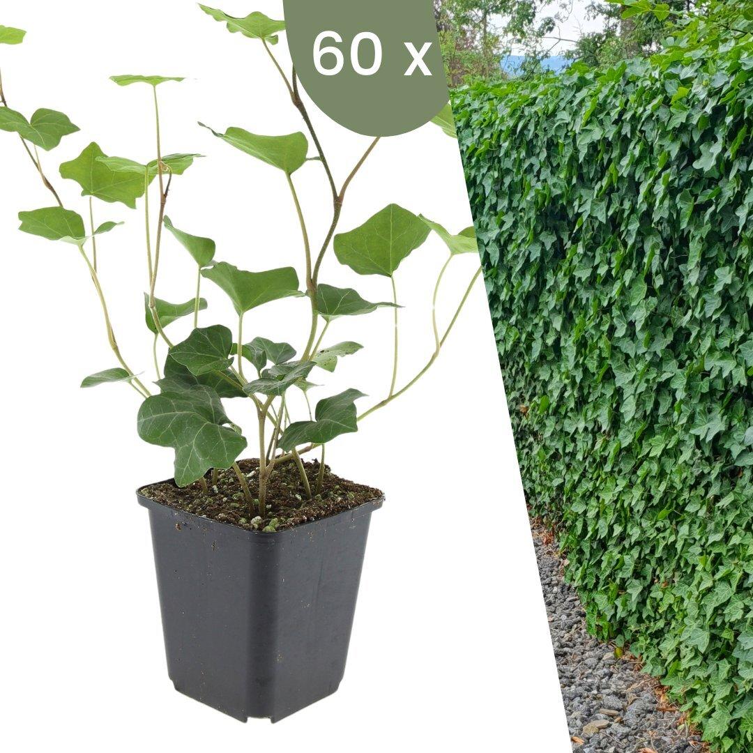 Plants by Frank | 60 Efeu Pflanzen | Hedera Hibernica |