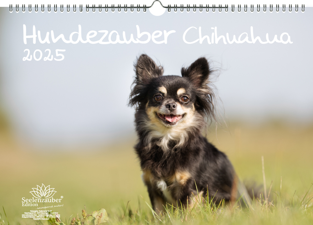 Chihuahua Kalender 2026 - 12 Bezaubernde Motive Mit Den Kleinen Energiebündeln