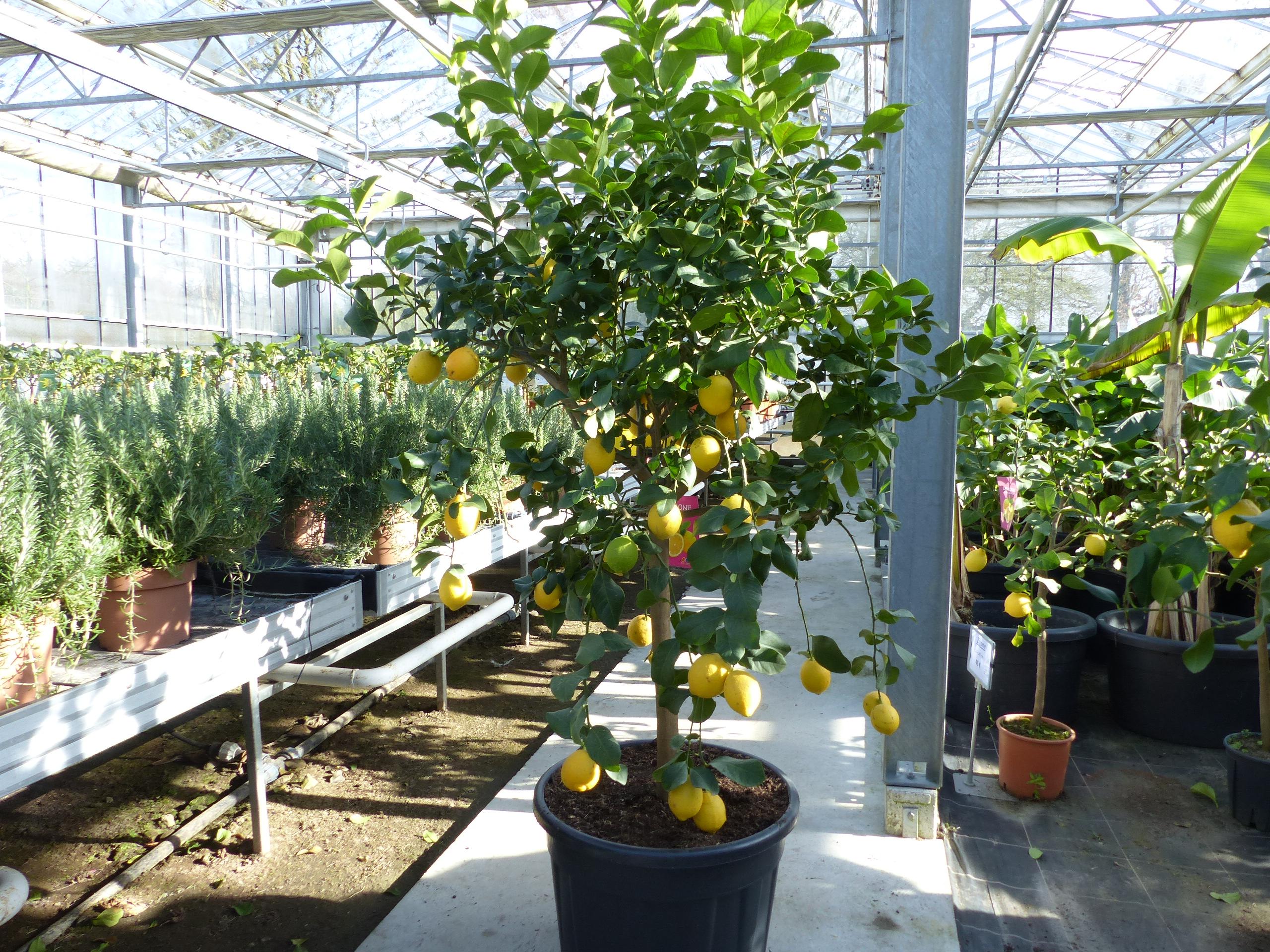 Grünwaren Zitrus Zitronenbaum 200 - 230 cm Zitrone Citrus Limon Zitruspflanze - purer Zitrusduft