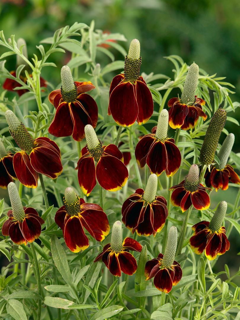 Pflanzen-für-dich.de Ratibida columnifera f.pulcherrima, Prärie-Sonnenhut, gelb-rot, ca. 11x11 cm Topf